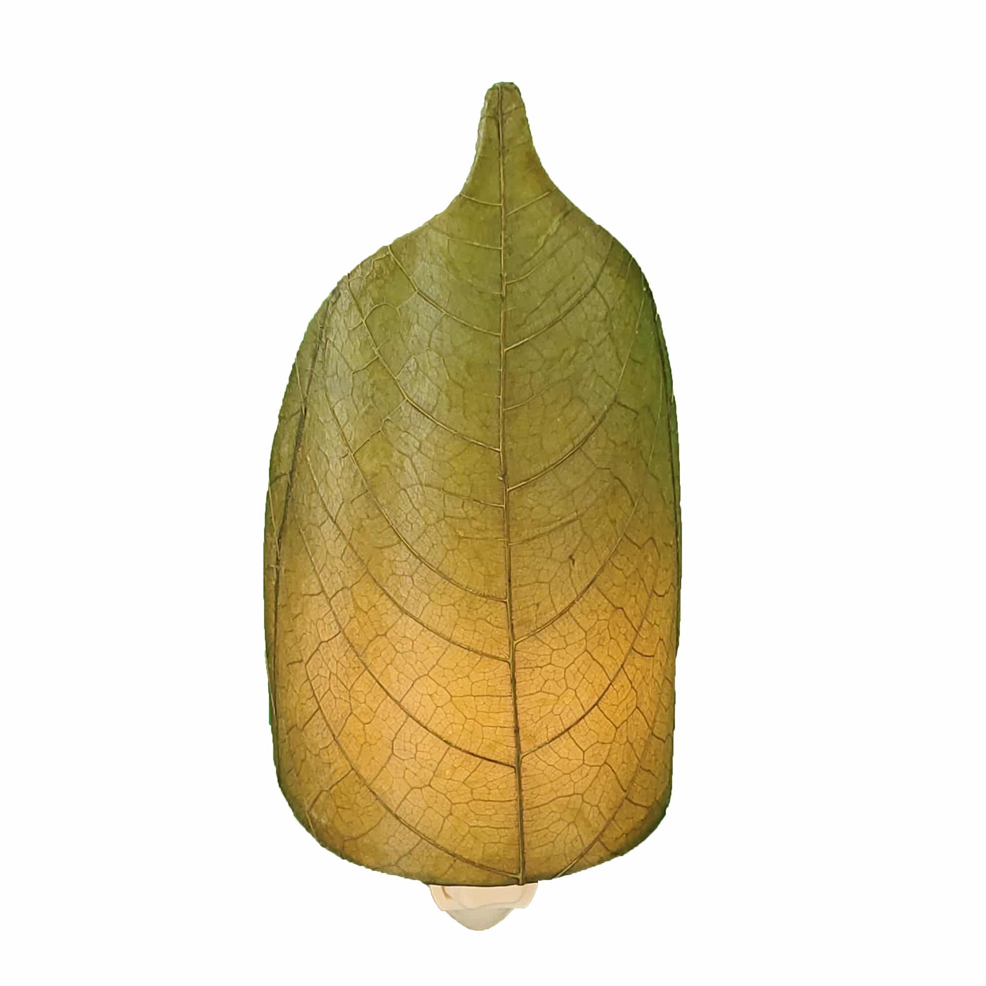 Crafted by the artisans of Eangee Home Design, the Leaf Nightlight in green against a clean backdrop, featuring fossilized cocoa leaf shade, eco friendly, handcrafted.