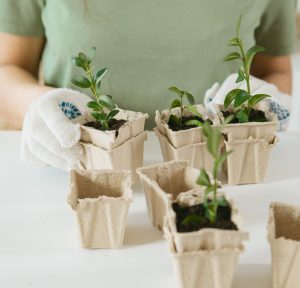 Planting Seedlings