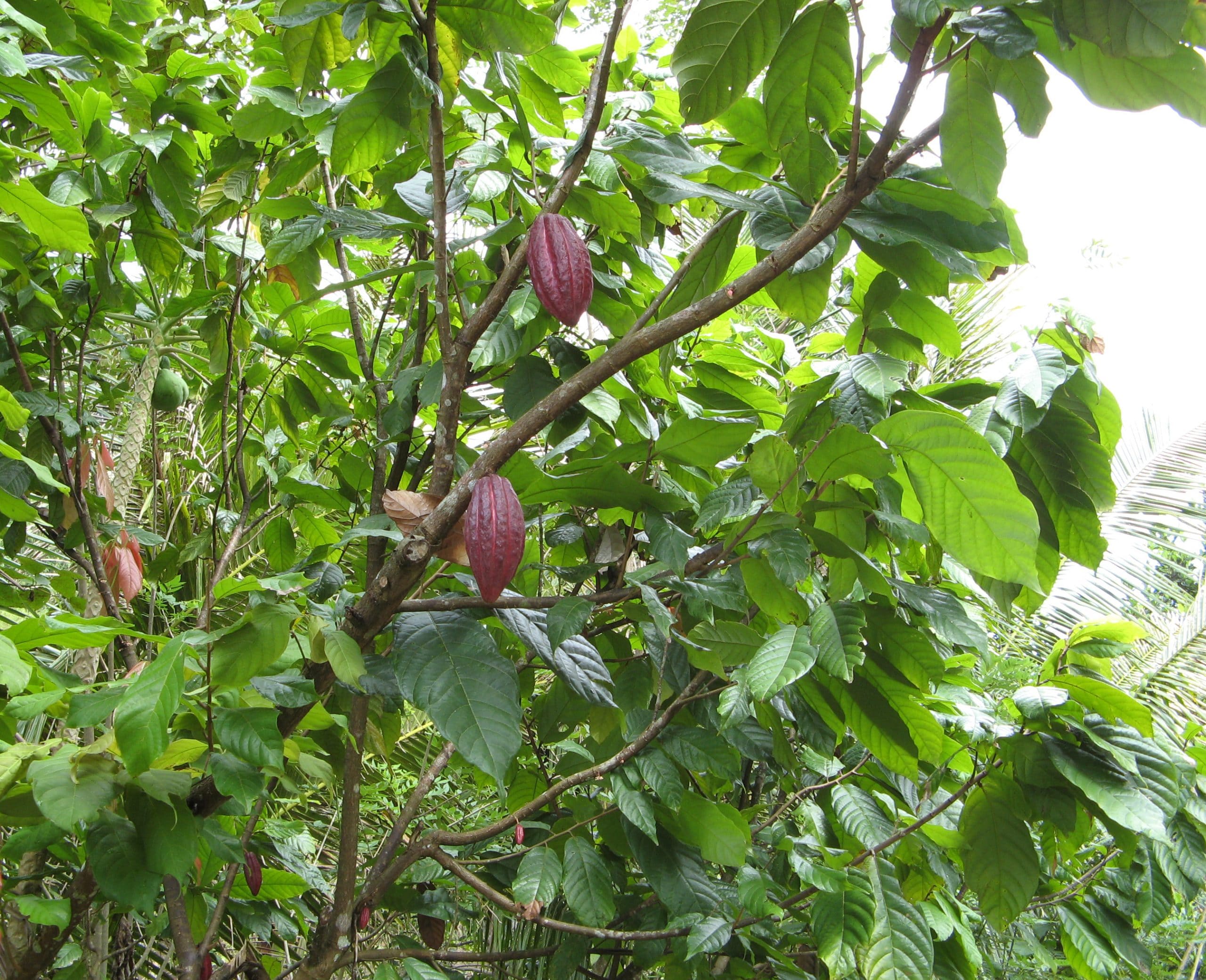Cacao Tree