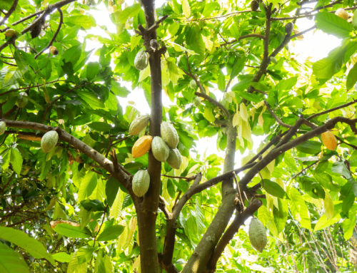 You’ve Loved Chocolate Forever, But Do You Know How It’s Grown?