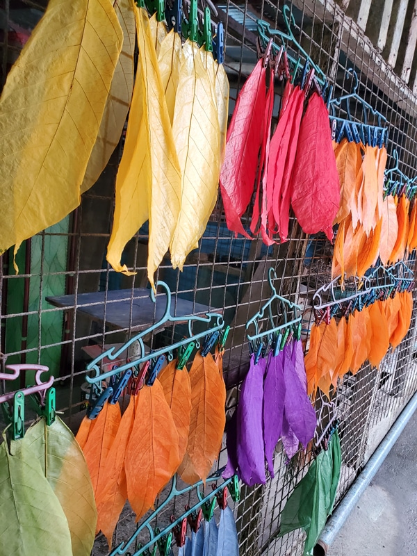 Real cocoa leaves dry in the sun after being stained and before being applied to lamps.